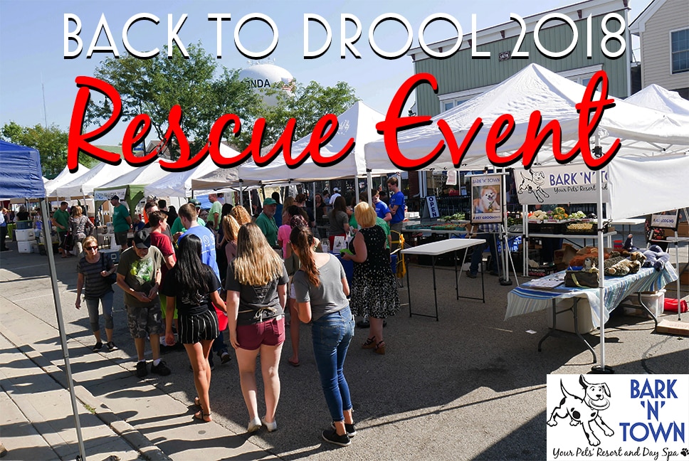 Back to Drool 2018 Rescue Event