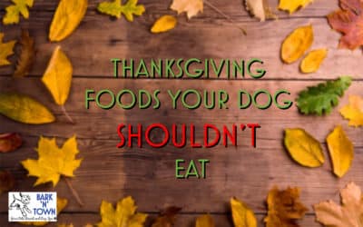Thanksgiving Food your Dog SHOULDN’T Eat.
