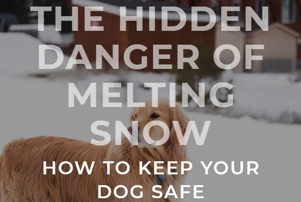 The Hidden Danger of Melting Snow: How to Keep Your Dog Safe