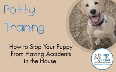 Potty Training: How to Stop Your Puppy From Having Accidents in the House