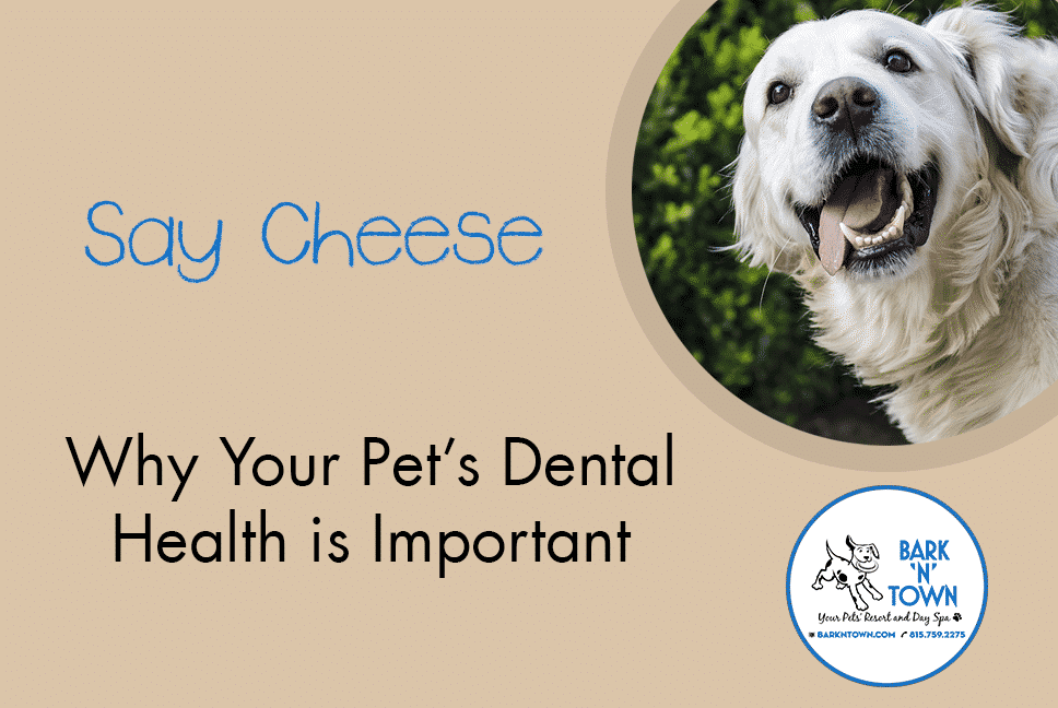 Say Cheese: Why Your Pet’s Dental Health is Important