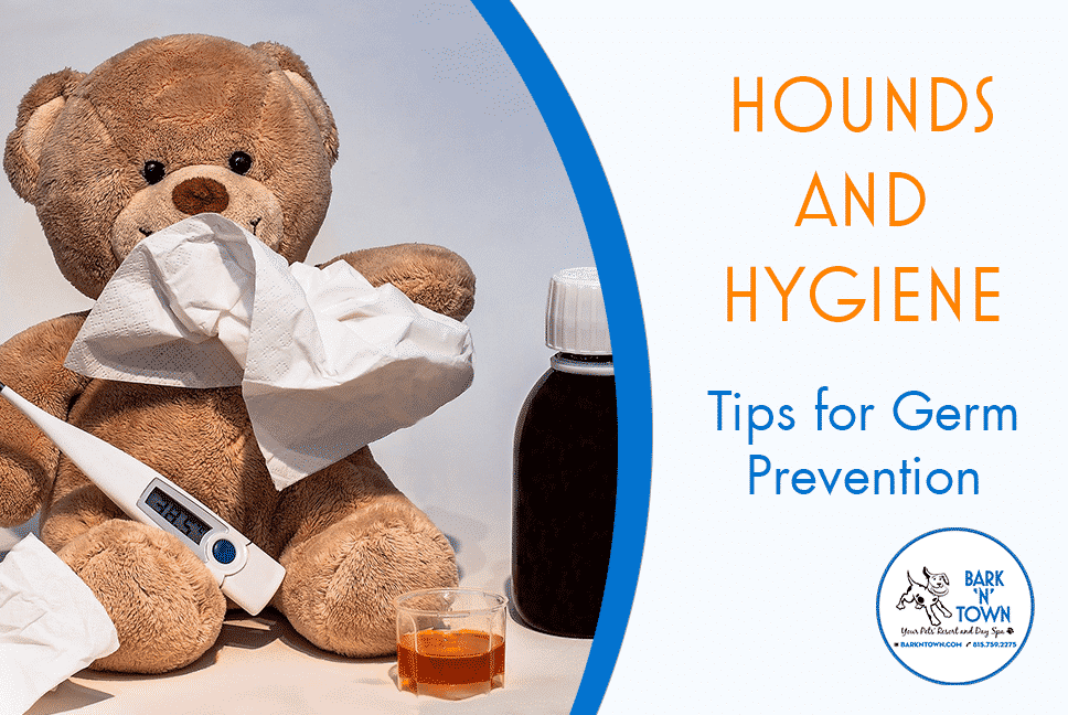 Hounds and Hygiene: Tips for Germ Prevention