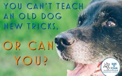 You Can’t Teach an Old Dog New Tricks, or Can You?