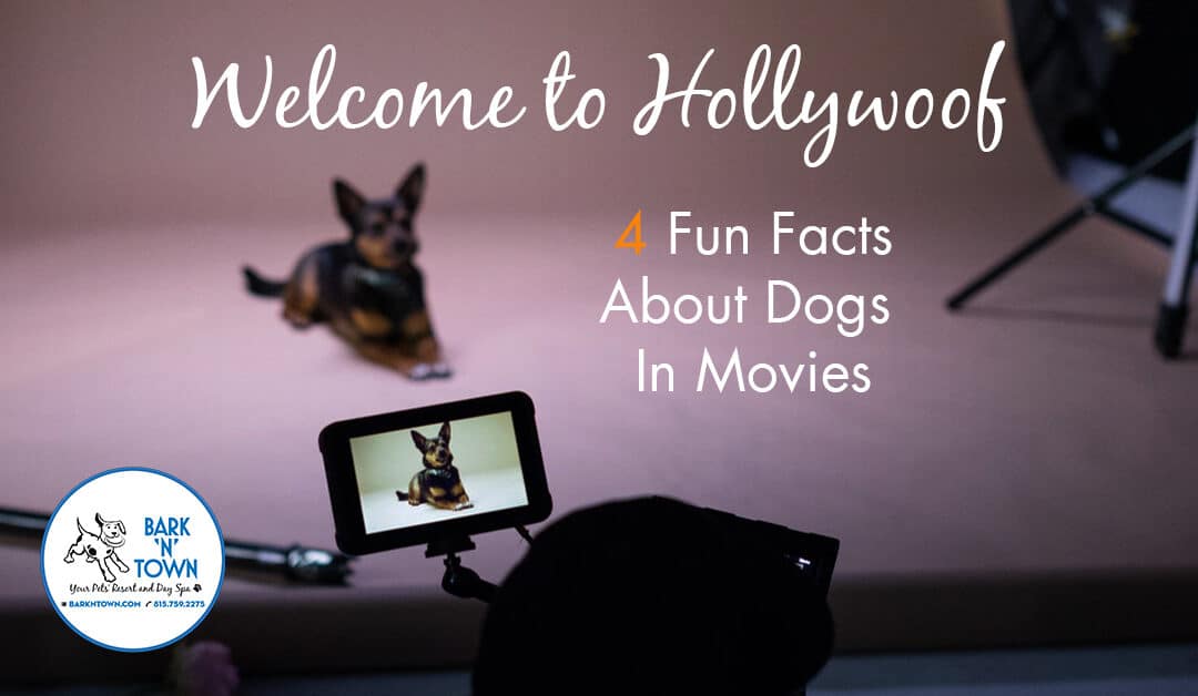 Welcome to Hollywoof! 4 Fun Facts About Dogs in Movies