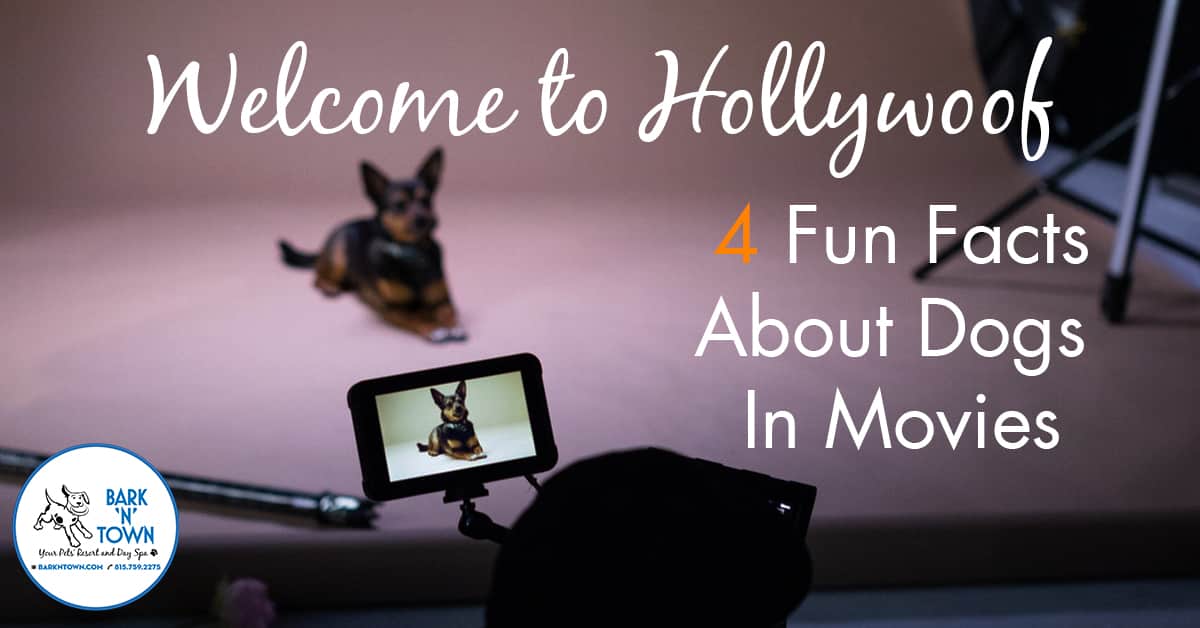 Welcome to Hollywoof! 4 Fun Facts About Dogs in Movies | Bark N Town