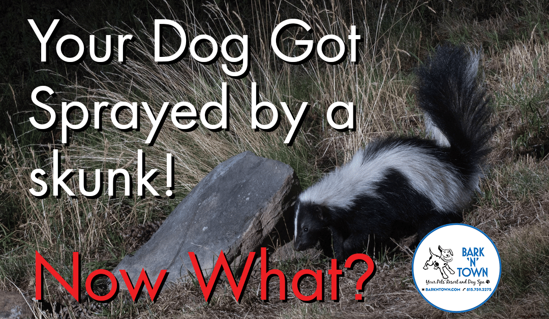 Your Dog Got Sprayed by a Skunk! Now What?