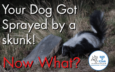 Your Dog Got Sprayed by a Skunk! Now What?